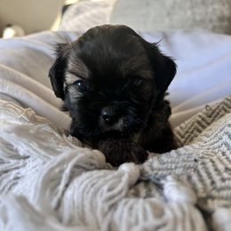 Potato - Black and tan male Shih Tzu puppy in Patterson, California from Ivy Ozz Pups