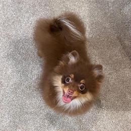 Sweetie - Chocolate and tan female Pomeranian puppy in Princeton, New Jersey from PureLove Poms.