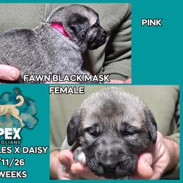 H.D Pink Girl - Fawn female Anatolian Shepherd Dog puppy in Frenchtown, Montana from Apex Anatolians