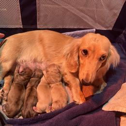 Dachshund Puppies from Dooney's Dachshunds