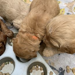 Goldendoodle Puppies from Dolly Doodle’s Doodles