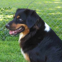 Bonnie - Miniature Australian Shepherd