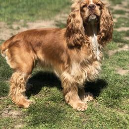 Cocker Spaniel All Grown Up from Blackberry Farm Cockers