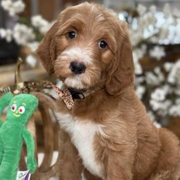 Seven -Gold boy - Red  male Goldendoodle puppy in Yuciapa, California from AlltheDoodlez_