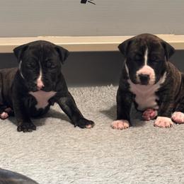 Green collar - Black brindle male American Staffordshire Terrier puppy in Cloverdale, Indiana from Woodshire American Staffordshire Terrier’s