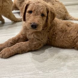 Goldendoodle Puppies from Daisy's Doodles Miami