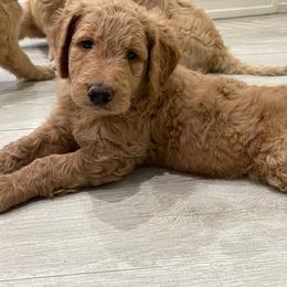 Goldendoodle Puppies from Daisy's Doodles Miami