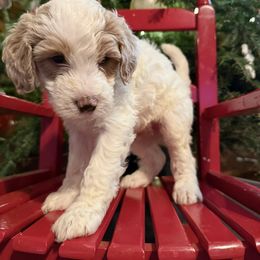 Cupid - White male Bernedoodle puppy in Williamston, South Carolina from Sassy Bob’s Dogs