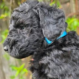 Johann - Black male Poodle puppy in Hartselle, Alabama from Phare Poodles