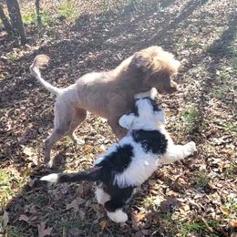 Portuguese Water Dog Puppies from Autumn Branch Farm Portuguese Water Dogs