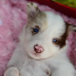 Border Collie and Maremma Sheepdog Puppies from 2J 2K Border Collies