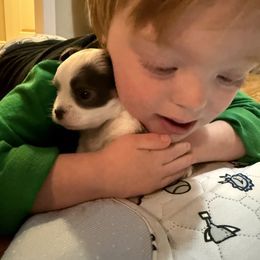 Chihuahua Puppies from Home of Tiny Chihuahuas