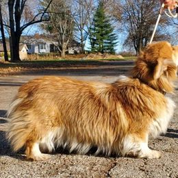 Bailey - Pembroke Welsh Corgi
