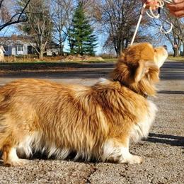Bailey - Pembroke Welsh Corgi