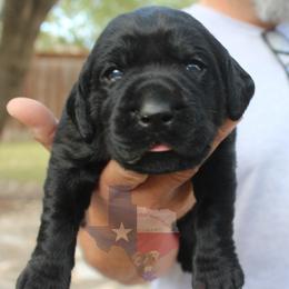 Labrador Retriever Puppies from Mariani Labrador Retrievers
