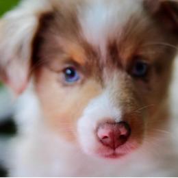 Biscuits - Red merle male Miniature Australian Shepherd puppy in Liberty Hill, Texas from Stone & Sage ATX Toy & Mini Aussies