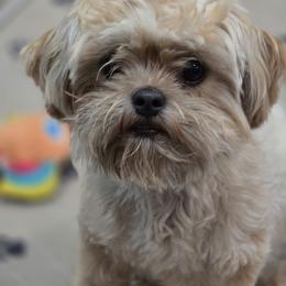 Birdie - Shichon