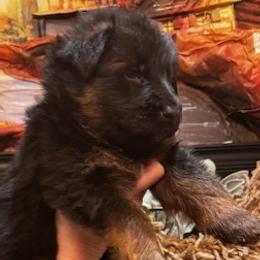 1st Pick - Black and red female German Shepherd puppy in Snohomish, Washington from Wataha Shepherds