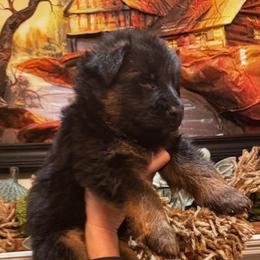 1st Pick - Black and red female German Shepherd puppy in Snohomish, Washington from Wataha Shepherds