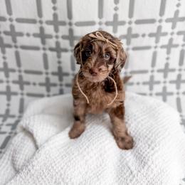 Bluebell - Merle female Goldendoodle puppy in Greencastle, Indiana from Willow & Co.