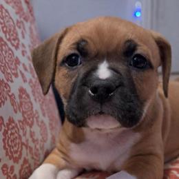 Girl4 - Red female American Staffordshire Terrier puppy in Georgia from Ynez Kennels