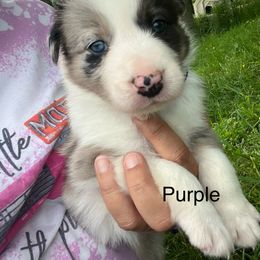 Purple collar - Slate merle female Border Collie puppy in Rural Retreat, Virginia from Hidden Acres Farm Corgis