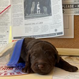 Alibi - Chocolate male Australian Labradoodle puppy in Valley Springs, California from Blue Denim Doodles