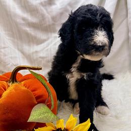 Onyx - Black and white male Aussiedoodle puppy in Taylor, Missouri from Pawsitively Doodles