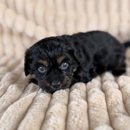 Twinkle - Black and tan female Cavapoo puppy in Somerset, Kentucky from Hilltop Doodles KY LLC