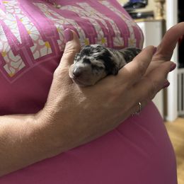 Dachshund Puppies from D & F Doxies