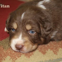 Titan - Red tri-color male Australian Shepherd puppy in Camp Springs, Kentucky from Diamond Paws Australian Shepherds
