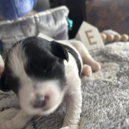 Rosie - Tri-color female Coton de Tulear puppy in Freeport, Texas from H❤️PE COTONS