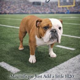 Molly - Bulldog