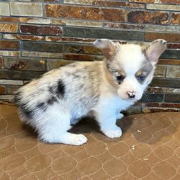 Boy 1 - Blue merle and white male American Corgi puppy in Visalia, California from VIP Stables