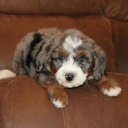 MiloREADY NOW - Blue merle male Bernedoodle puppy in Apple Creek, Ohio from Kathryn Troyer