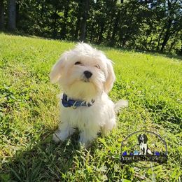 Oasis (Havamalt) - White male Companion Cross puppy in Neosho, Missouri from Pups on the Ridge