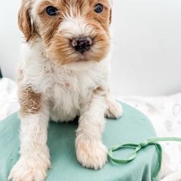 Hilton - Apricot male Goldendoodle puppy in Belton, South Carolina from Poodley Doodley Doo