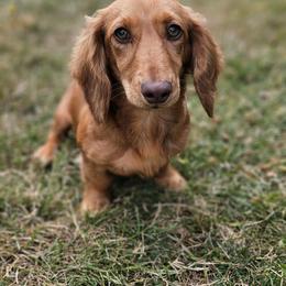 Ginger - Dachshund