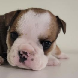 Bulldogs from Round Grove Bulldogs