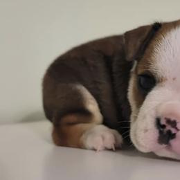 Bulldogs from Round Grove Bulldogs