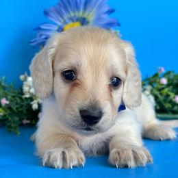 Eggnog(2600 AKC pet) - Cream male Dachshund puppy in Augusta, Arkansas from Savvy-Dee's Dachshunds