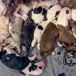 Girl 2 (litter name tbd) - Brown and white female Sheepadoodle puppy in Edmond, Oklahoma from Rock N Roll Doodles