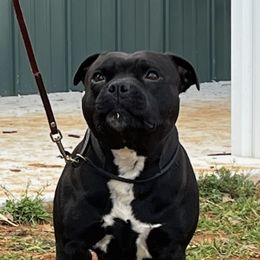 Staffordshire Bull Terriers from Mary's Staffordshire Bull Terriers