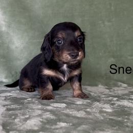 Sneezy - Black and cream male Dachshund puppy in Poteau, Oklahoma from Sisters Dazzling Dachshunds
