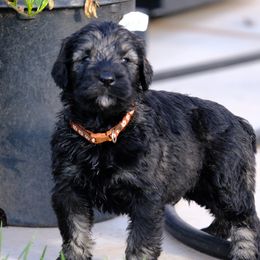 Giant Schnauzer Puppies from Schnauzer Ranch
