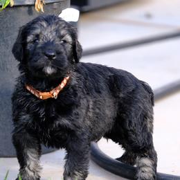 Giant Schnauzer Puppies from Schnauzer Ranch