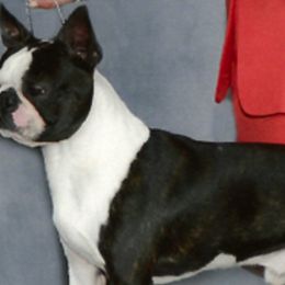 Boston Terriers and Boxers from Ivylane Boxers & Boston Terriers