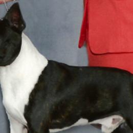 Boston Terriers and Boxers from Ivylane Boxers & Boston Terriers
