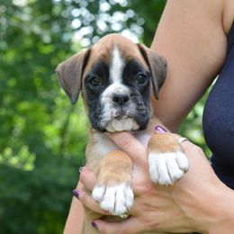 Boxer Puppies from Mt Valley Boxers