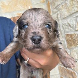 Pink girl - Blue merle female Aussiedoodle puppy in Nacogdoches, Texas from Glo’s Aussiedoodles